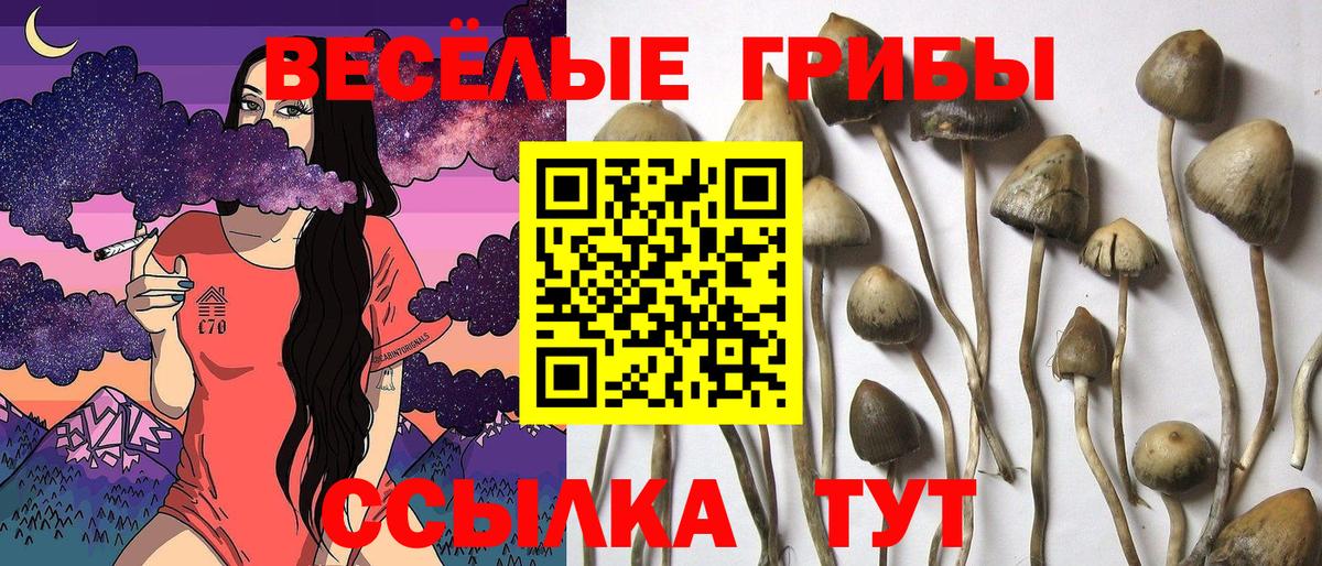 купить наркоту  Галлюциногенные грибы Psilocybe  Вход с VPN  Чебаркуль 